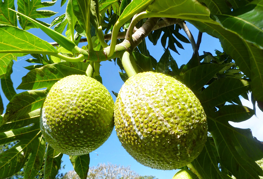 Breadfruit tree has many uses