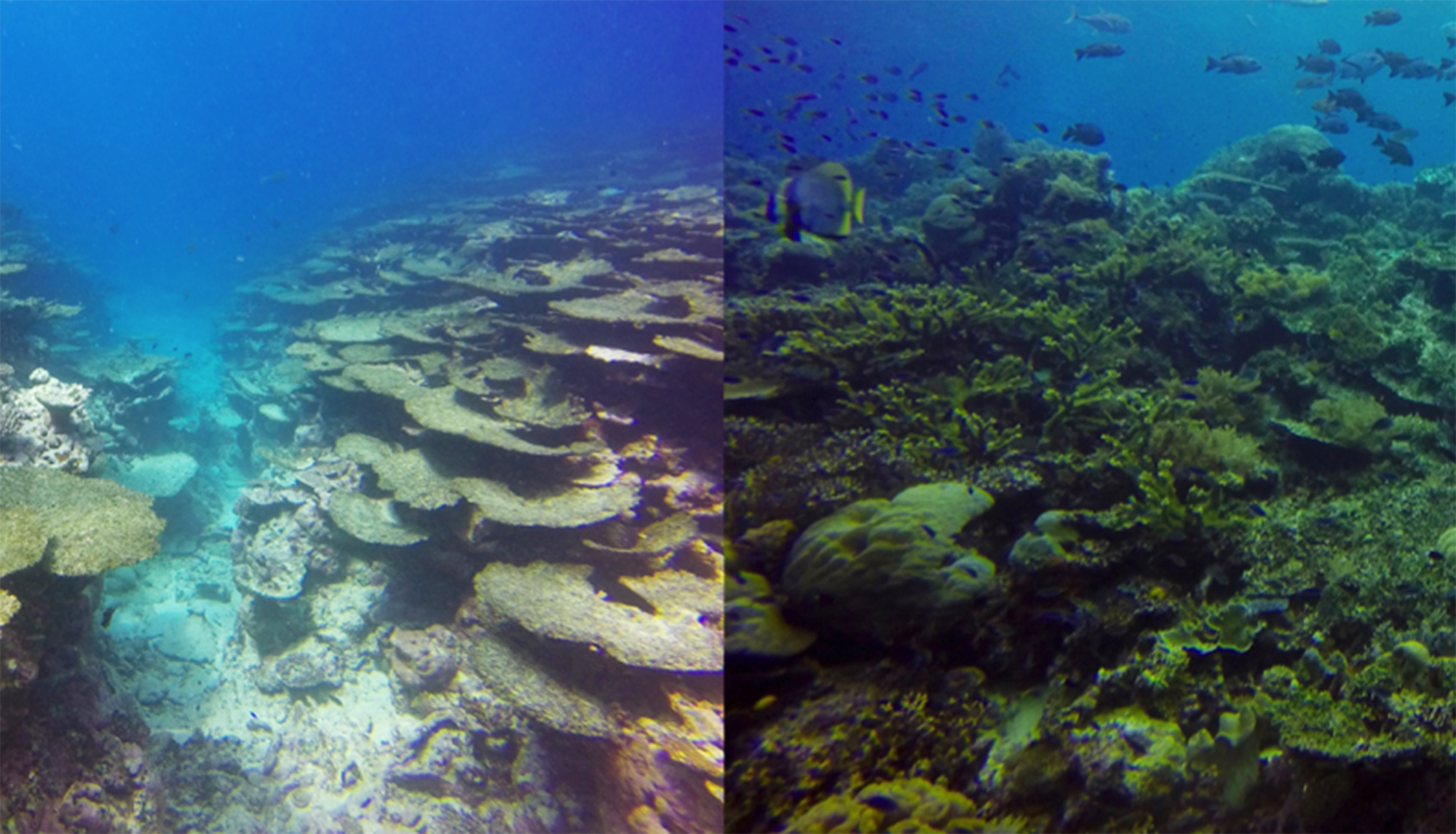 Protecting our coral reefs