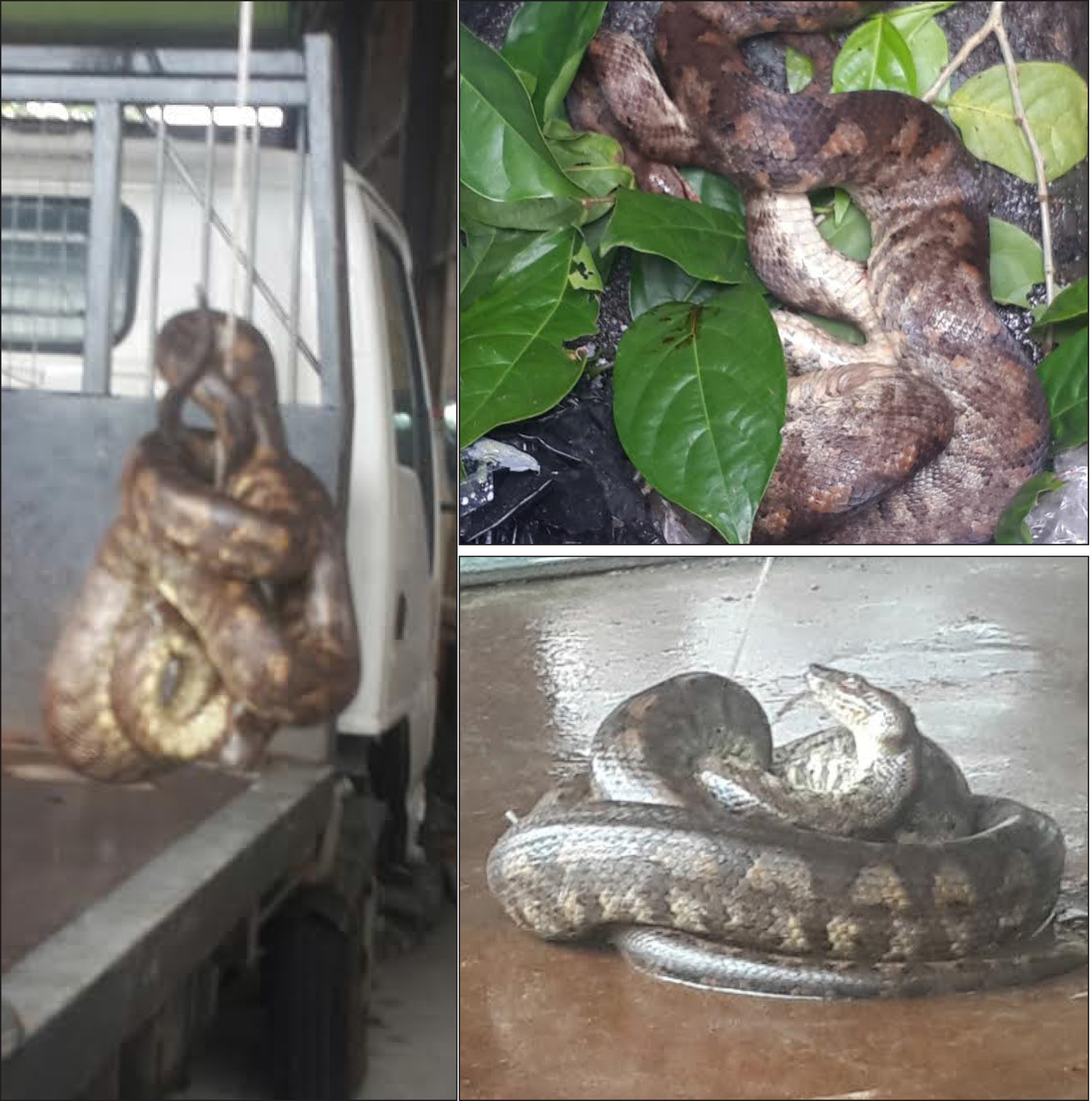 Snake in Savai’i released
