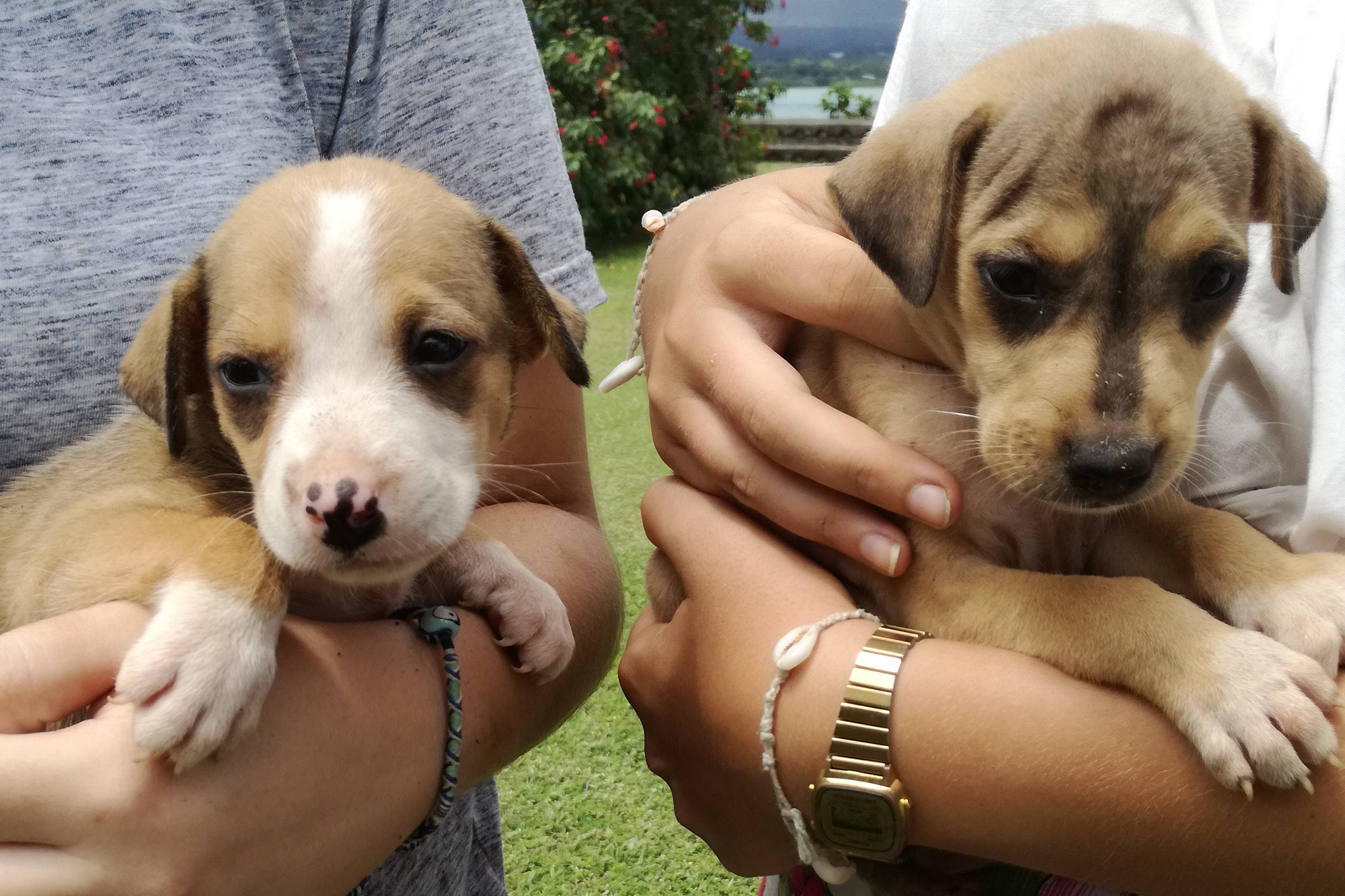 Animal welfare in Samoa