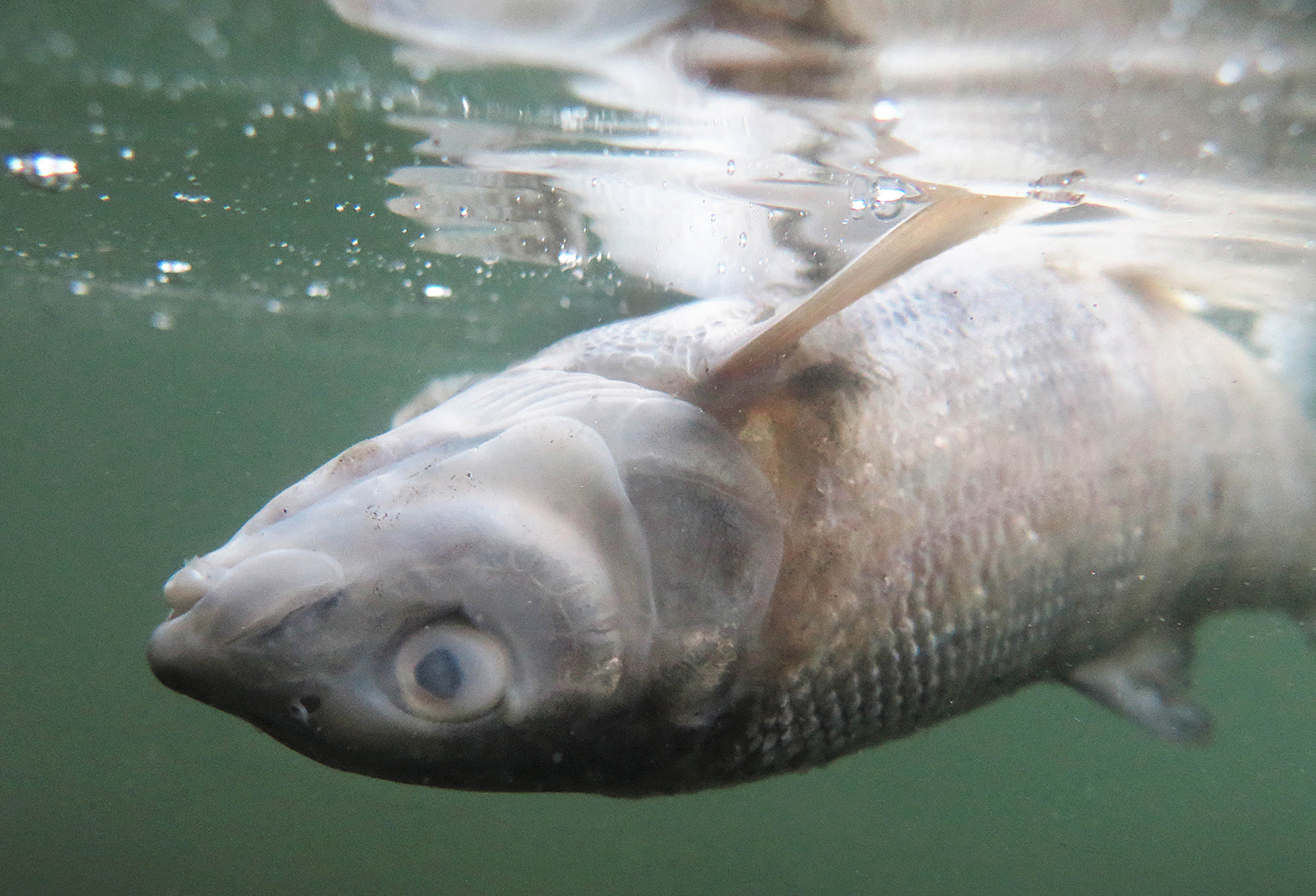 Popular Yellowstone River closes after thousands of fish die