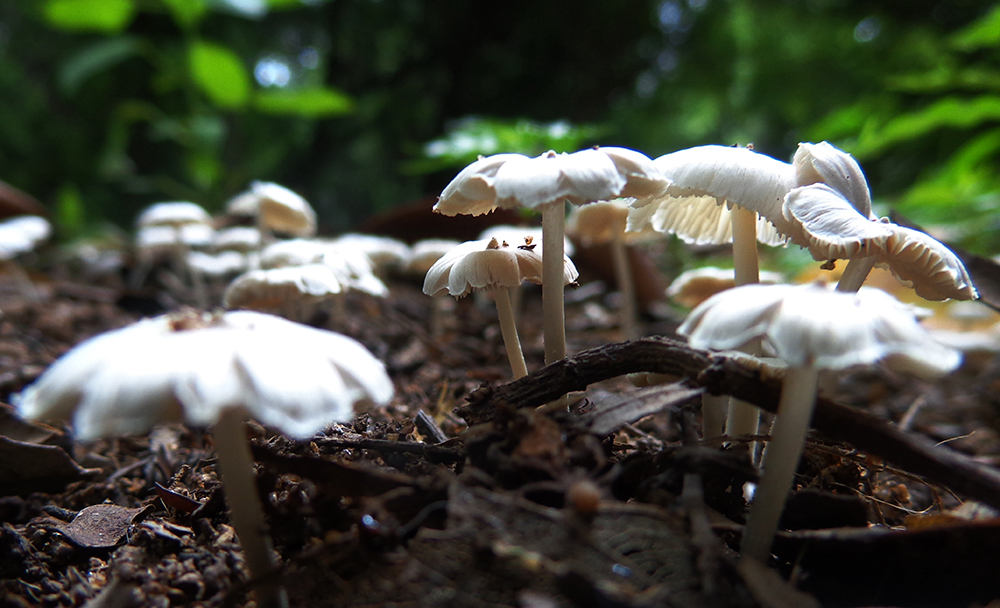 Reform zeroes in on pulouaitu and tagamimi
