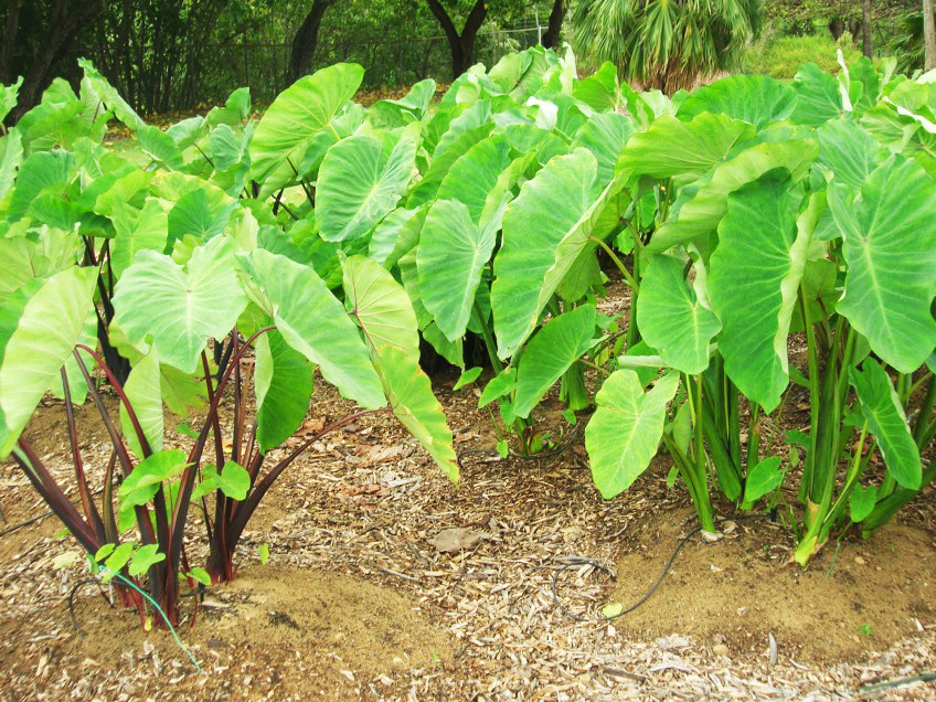 Maua e Vaega-su’esu’e se fa’amata’u fou i le alamanuia o le taro i Hawaii