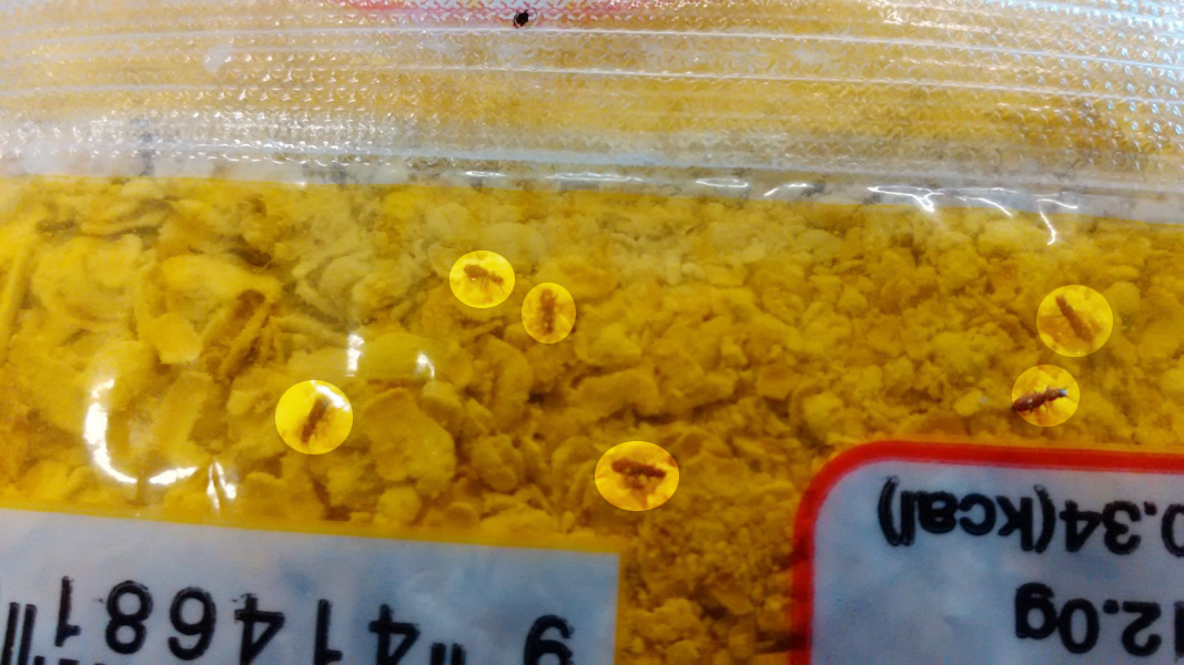 Mata’utia pepa-polesi e tumu i INISETI ma manu-nini’i pei ni loi