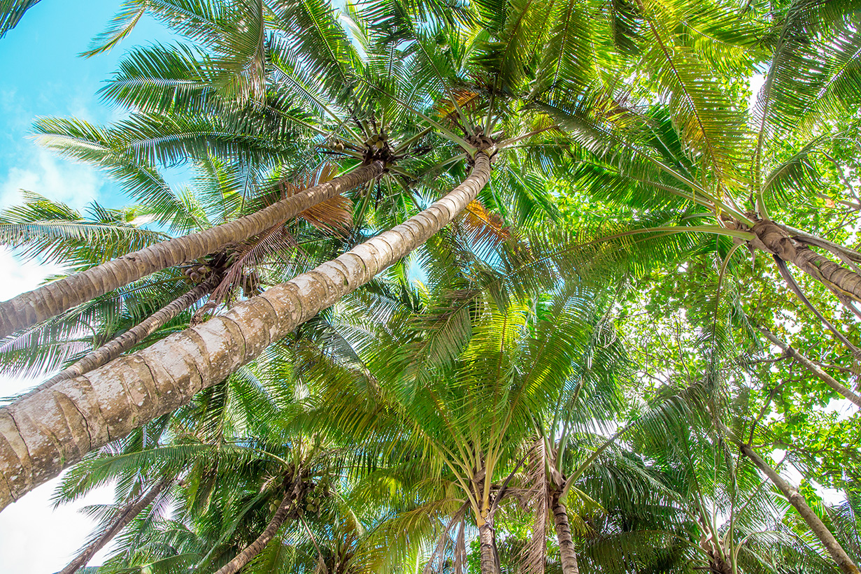 Samoa’s coconuts aging, production dropping