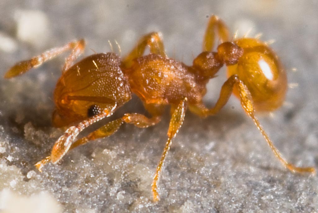 The dangers of the invasive Little Fire Ant to Samoa