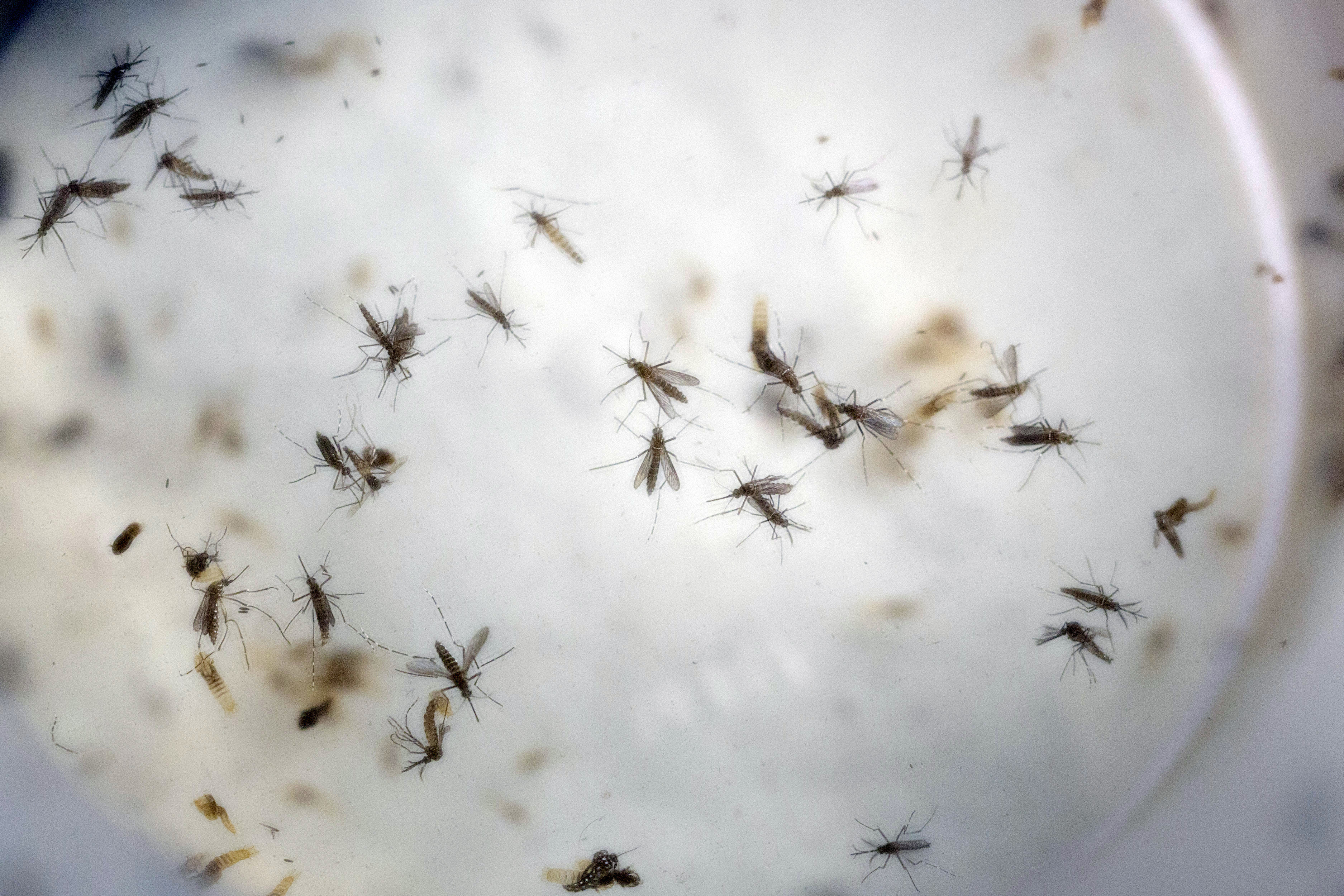 FDA sets guidelines to protect US blood supply from Zika