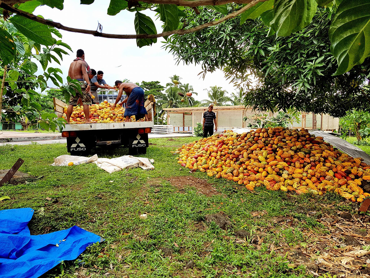 Driving lucrative cocoa market
