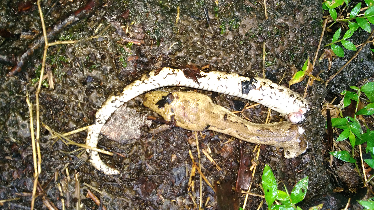 Tracker finds snake in national park