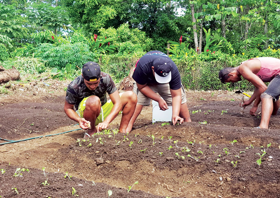 Soil fertility knowledge can boost your harvests