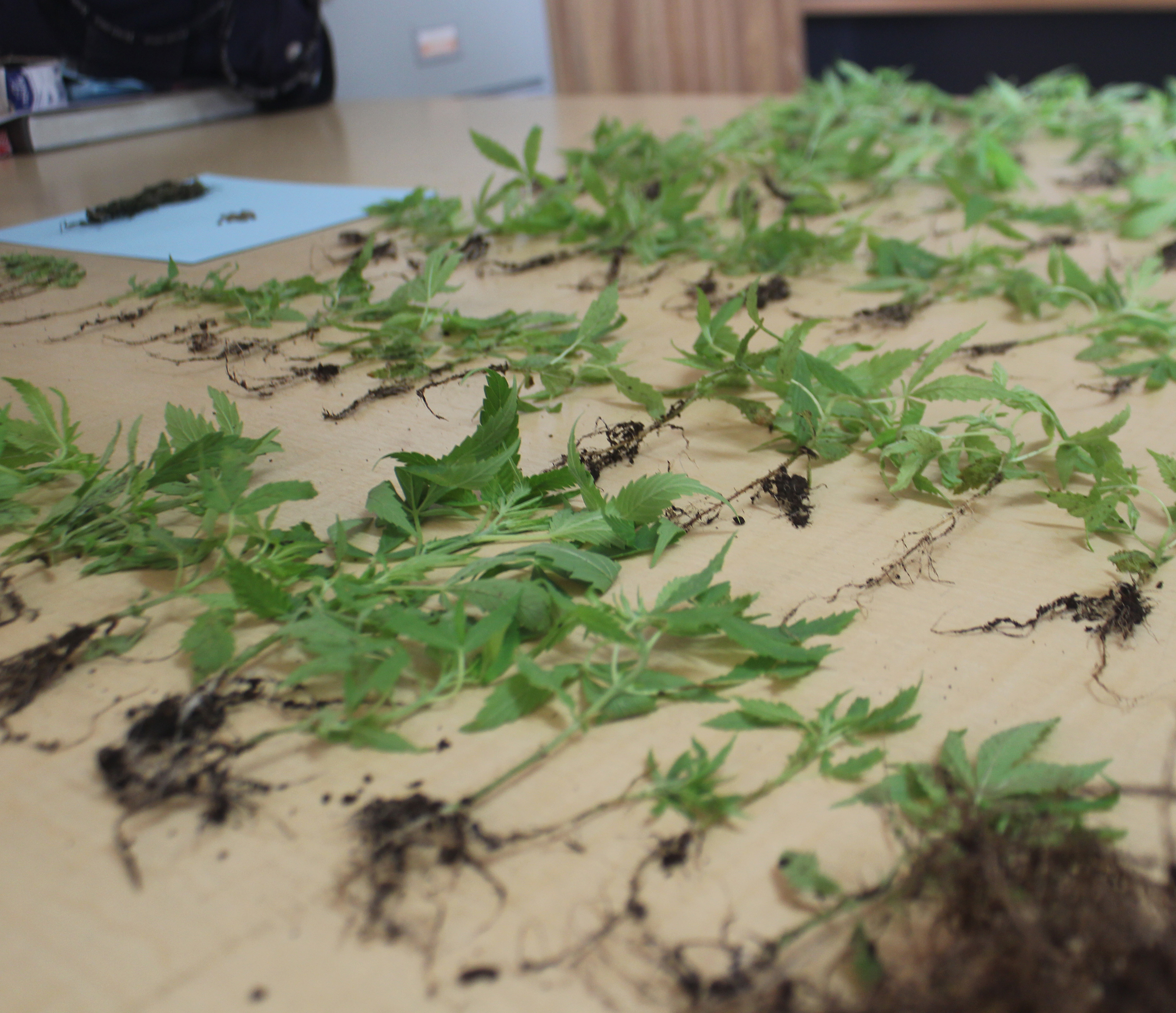 Faleatiu drug raid nets weed, weapons