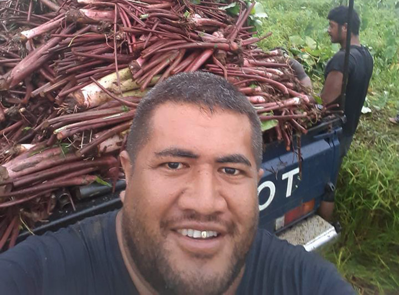 The business and challenges of taro farming in Samoa