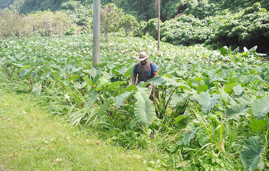 Samoa Rural Samoa Observer | Proud to continue legacy of farming