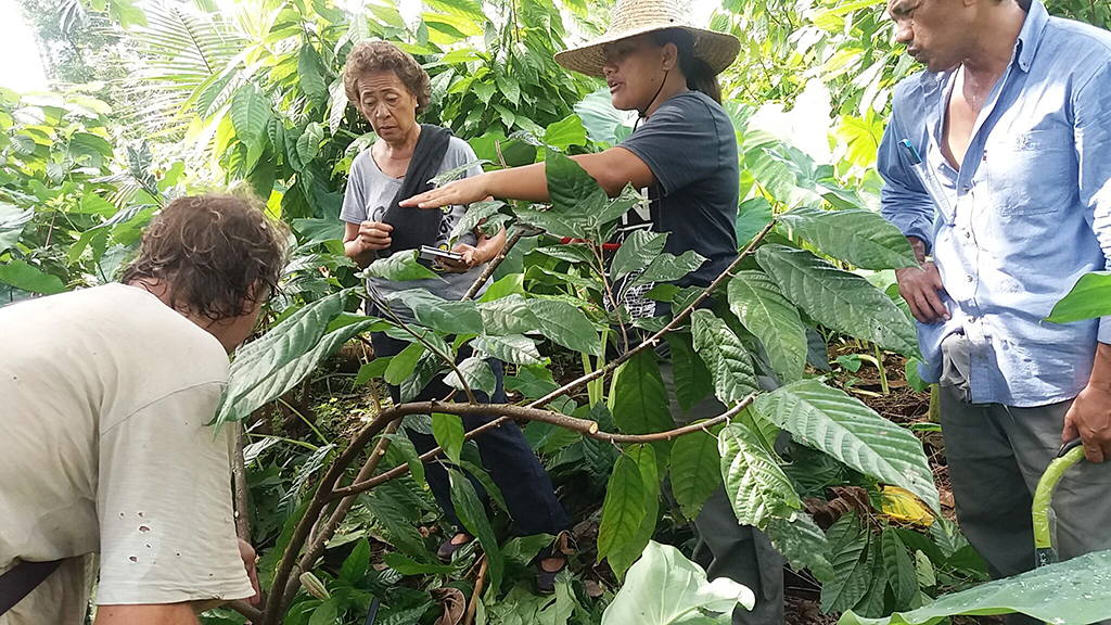 Replanting drive for Samoa’s coconut and cocoa kicks off
