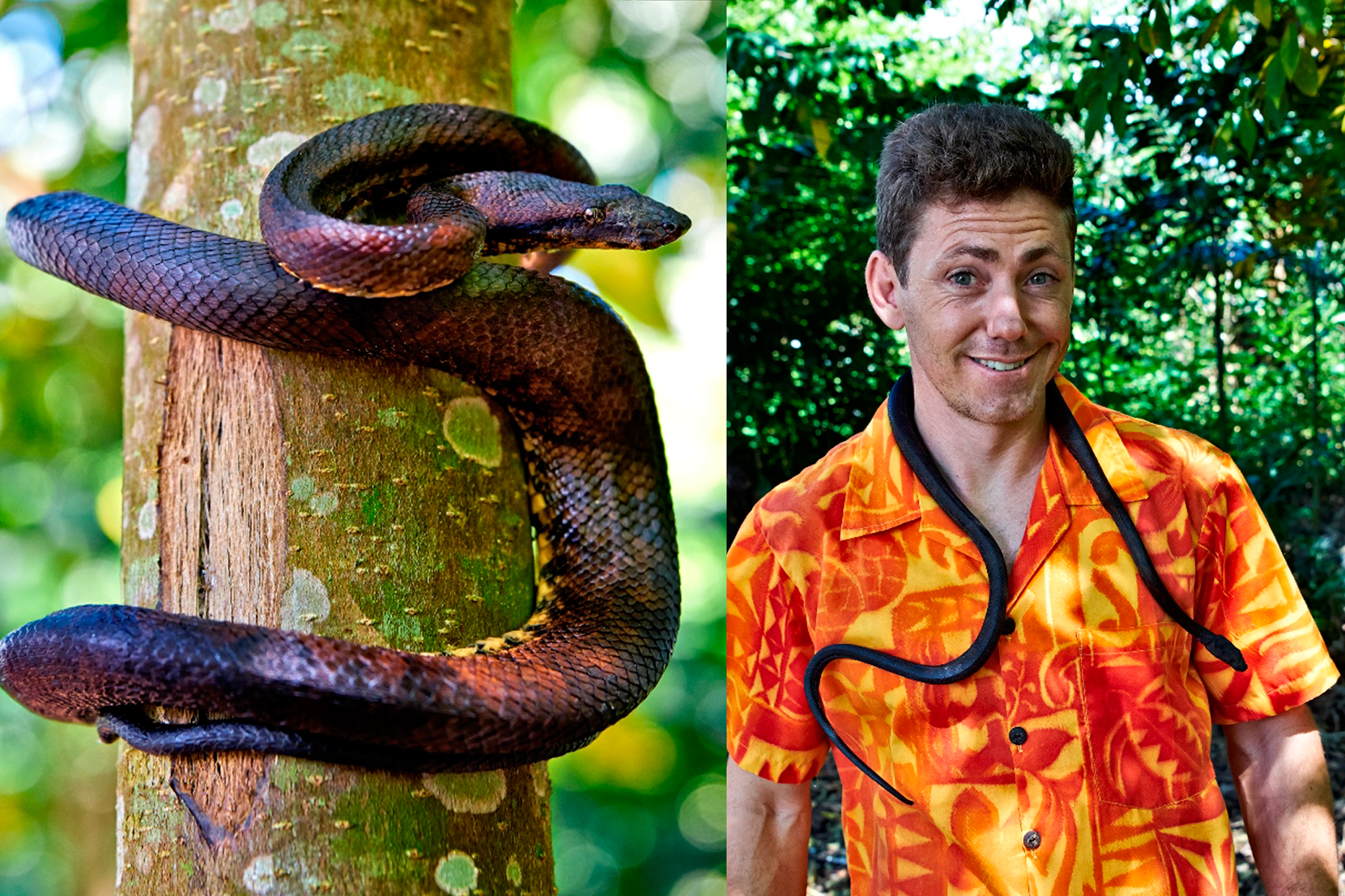 The Pacific Boa  – Master of Camouflage –