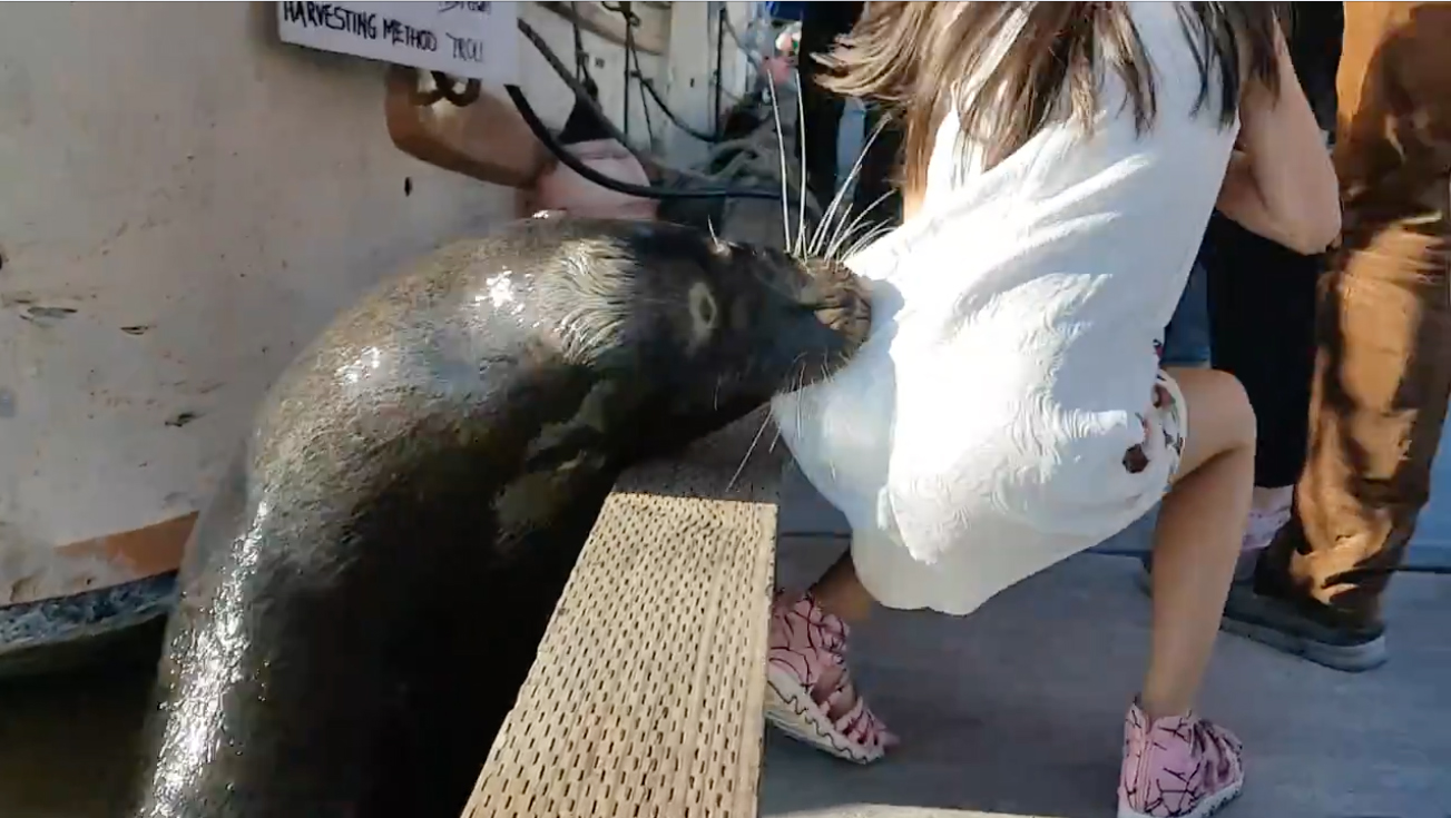 Dramatic rescue as sea lion pulls girl