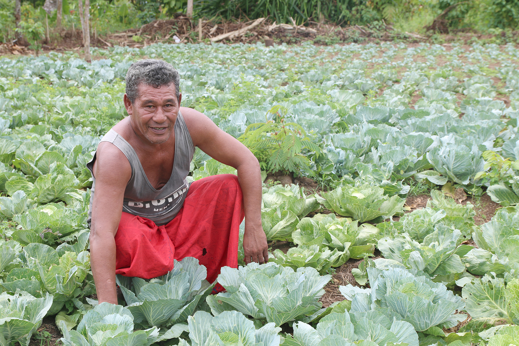 Rounding out profit with cabbages