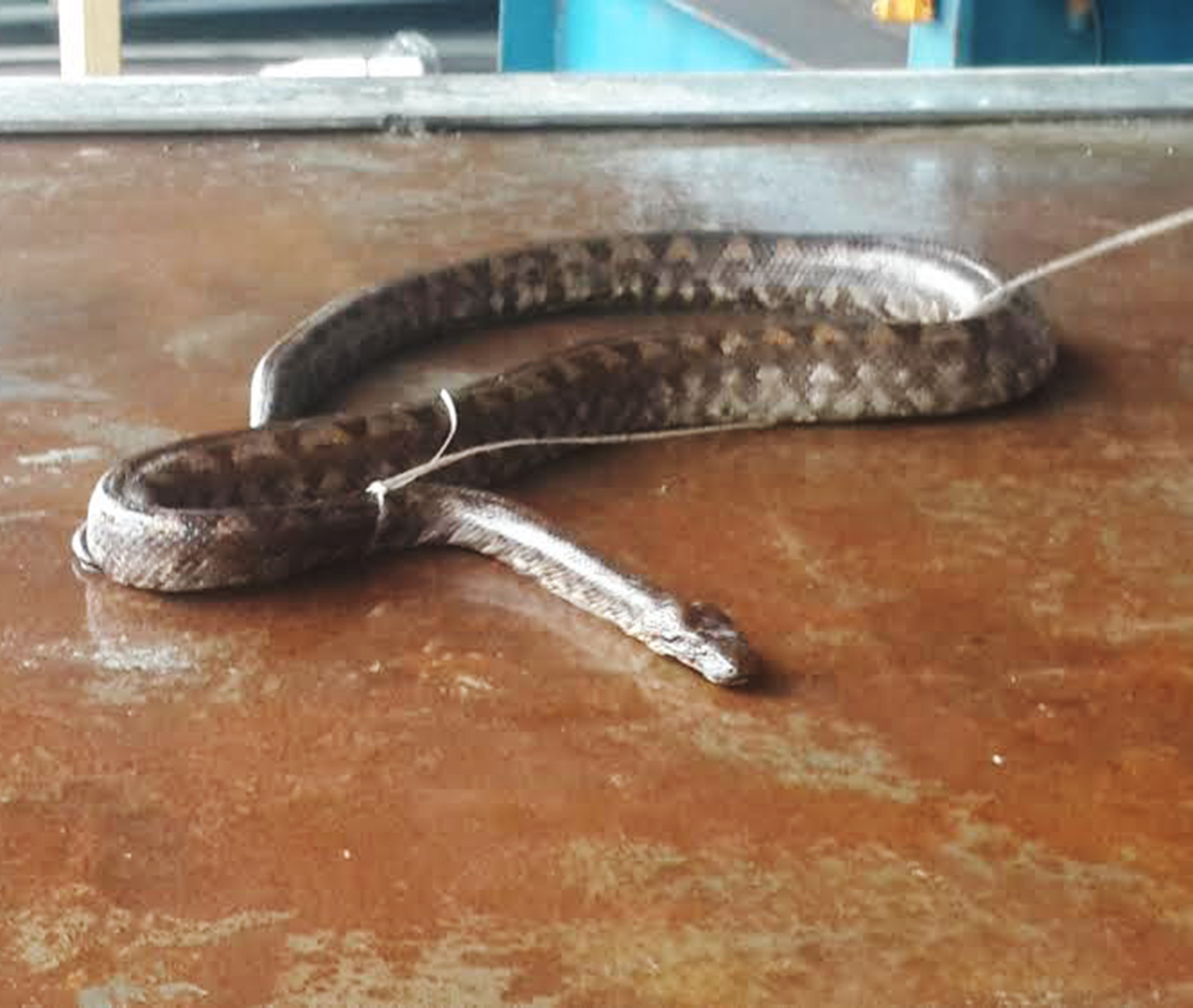 ‘Dangerous’ snake in Savai’i