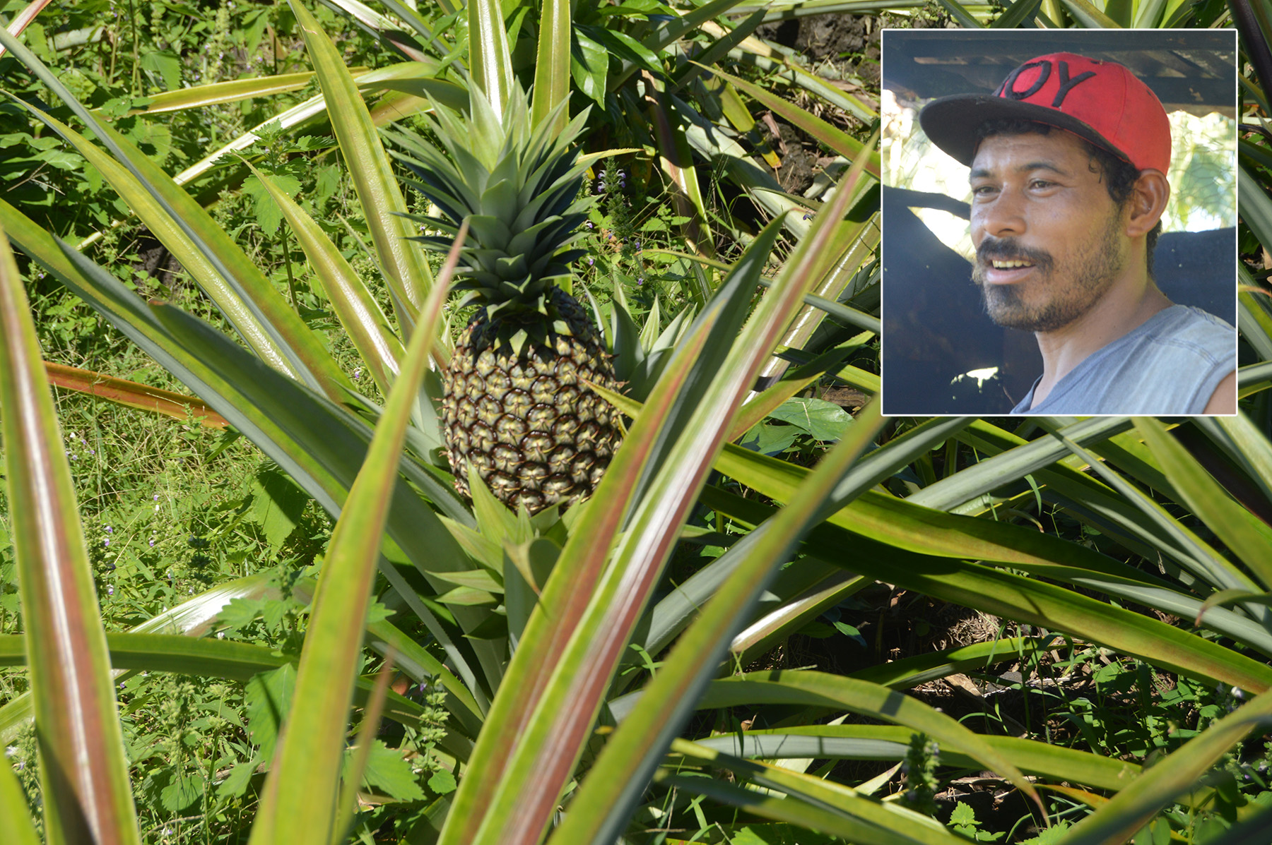 Pineapple farmer enjoys fruits of his labour